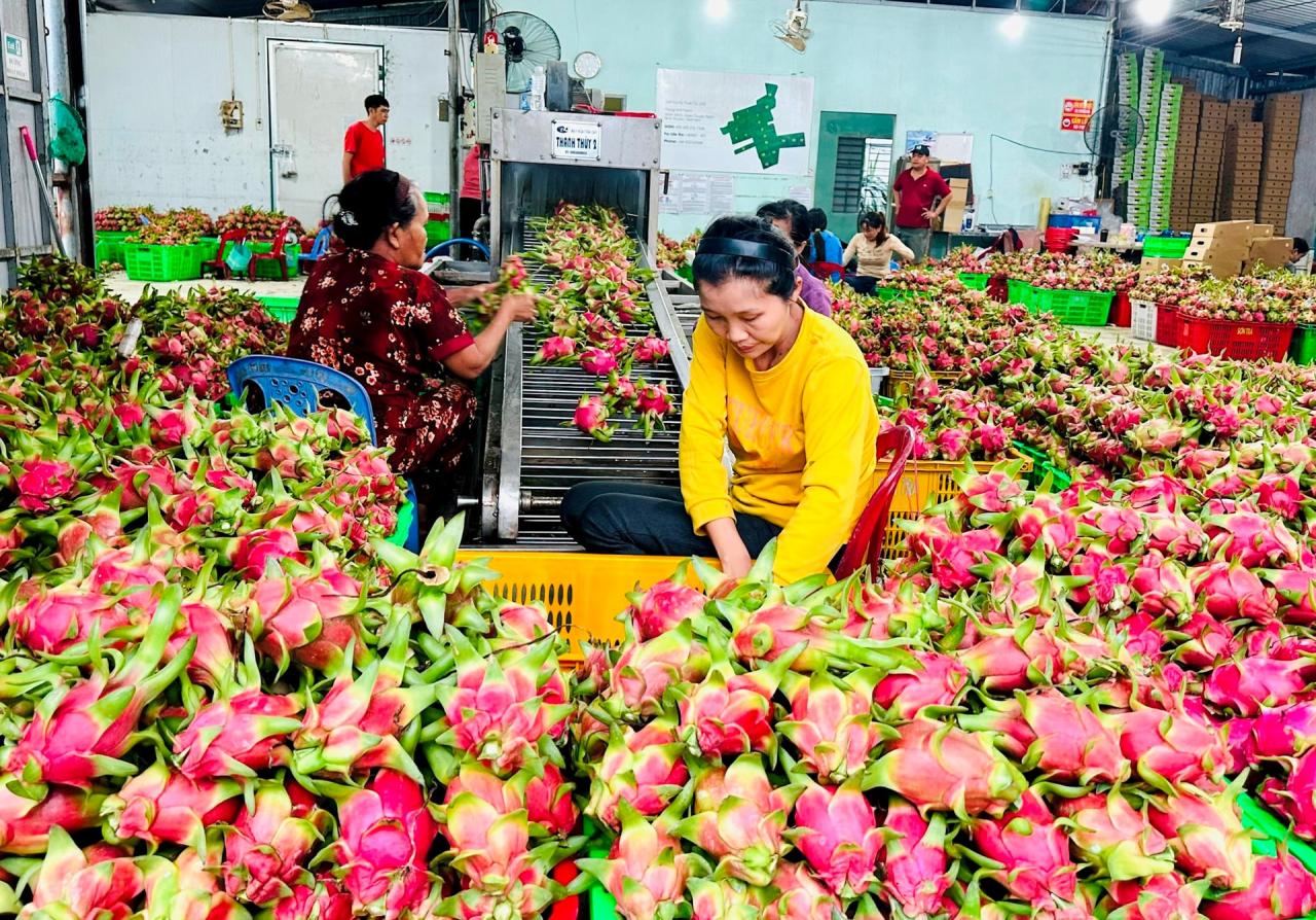 Hiệp hội thanh long Bình Thuận:﻿ Vận động hội viên liên kết, hợp tác